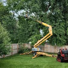 Best Root Management and Removal  in Hopewell, VA