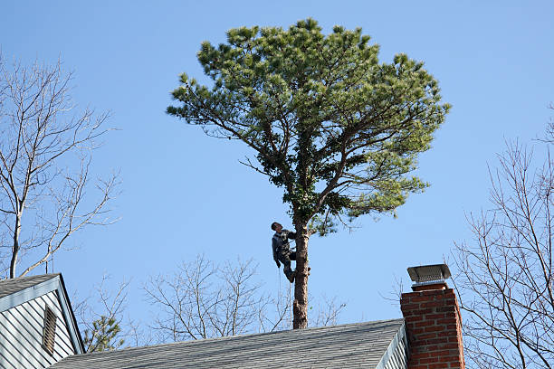 Leaf Removal in Hopewell, VA